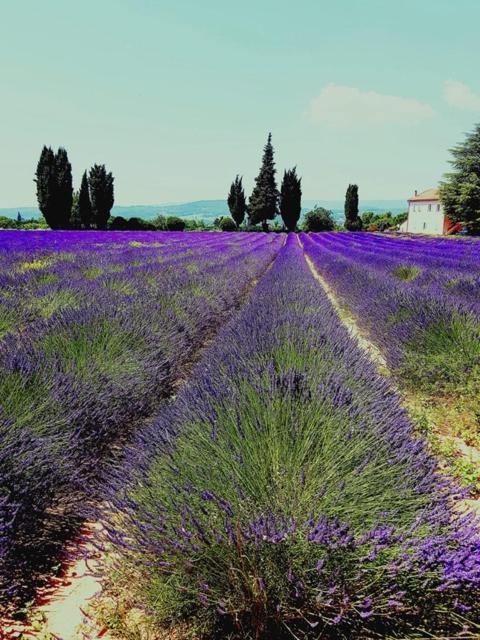 Le Mas De La Glycine Roussillon en Isere 外观 照片